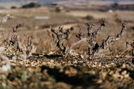 Torre de Oña refuerza su apuesta por la viticultura tradicional adquiriendo 40 ha de 'Viñedos Artesanales'