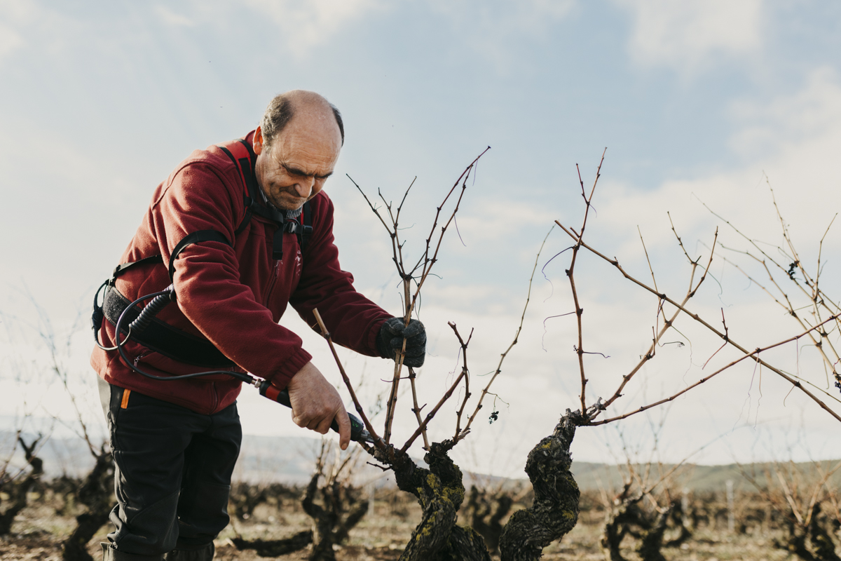 Poda de invierno en viñedo propio de La Rioja Alta, S.A.