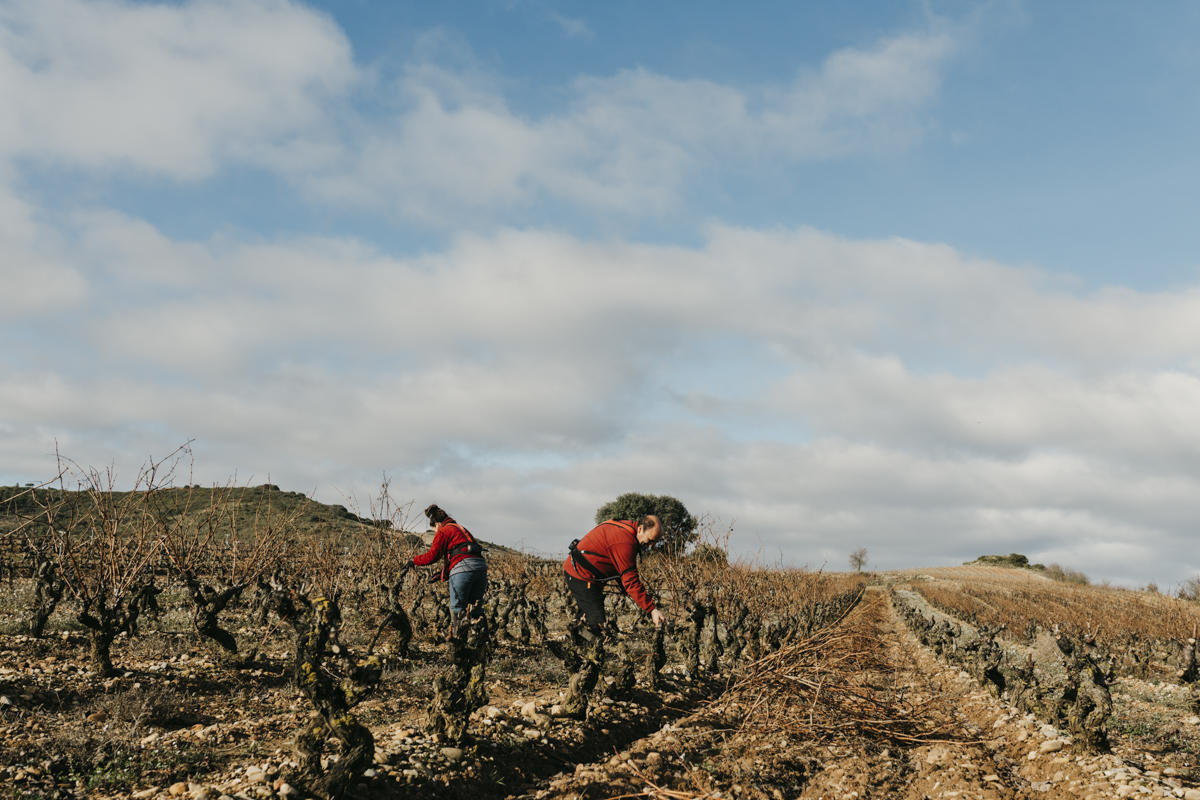 Poda de invierno en Finca Montecillo, propiedad de La Rioja Alta SA