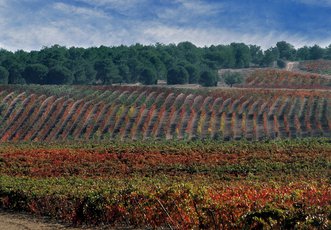 Vineyards in Áster