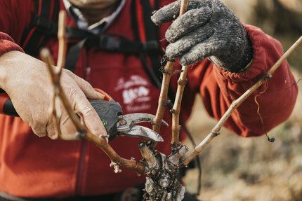 La importancia de la poda en la calidad del vino