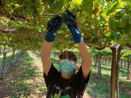 La Rioja Alta, S.A. inicia la vendimia más exigente de su historia