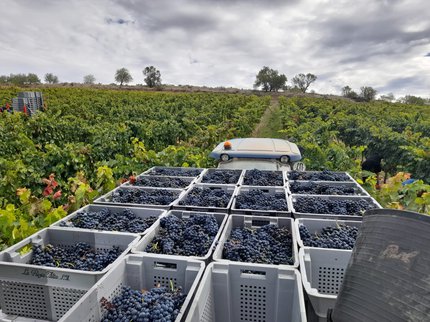 Superamos el ecuador de una cosecha que apunta a extraordinaria