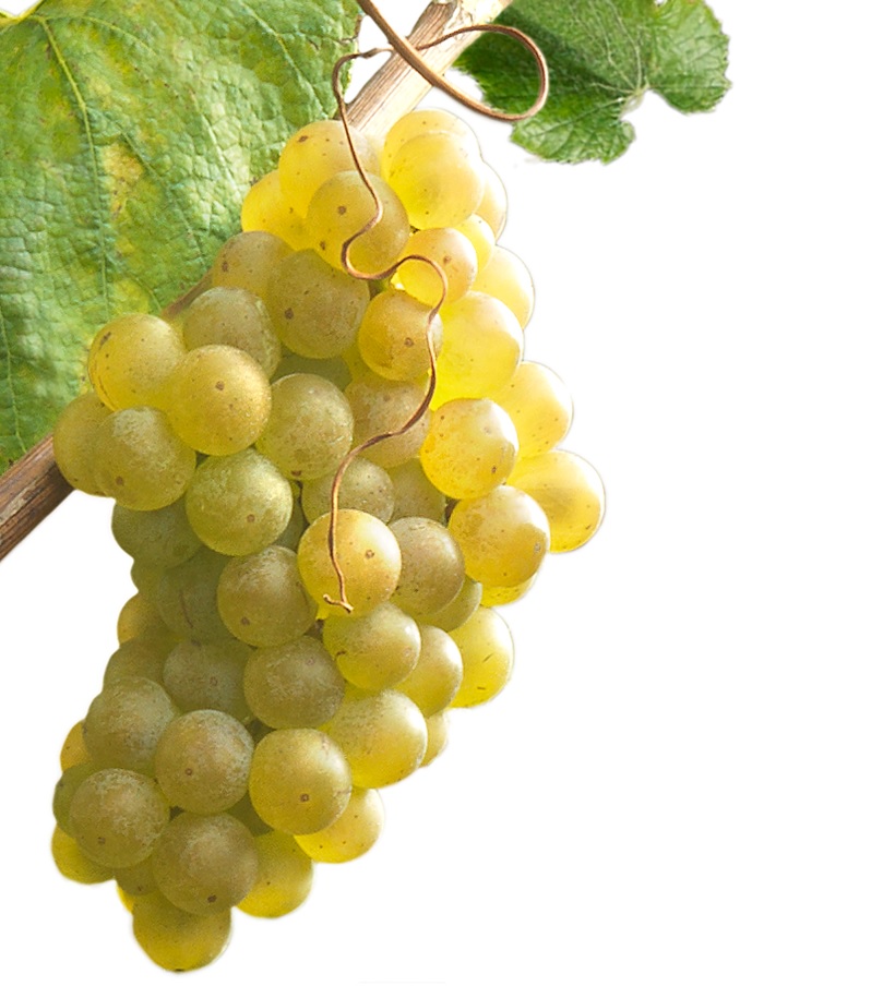 El DNI galego de la uva Albariño